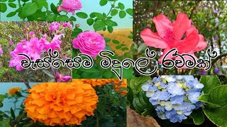 Download lagu වැස්සෙම මිදුලේ රව්මක් 🌺🌹🌼මල් යායක තනි උනා.dayvlog . mp3 Download lagu වැස්සෙම මිදුලේ රව්මක් 🌺🌹🌼මල් යායක තනි උනා.dayvlog . mp3