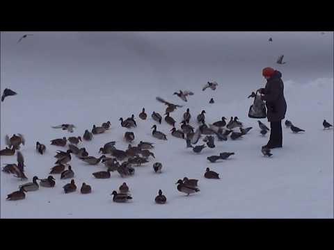 , title : 'Почему птицы не улетают на юг? Зима в Великом Новгороде'