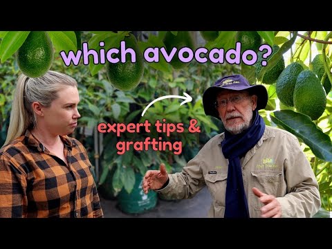 Choosing a dwarf AVOCADO TREE to buy - How I am getting both A & B Avocado varieties on ONE plant!