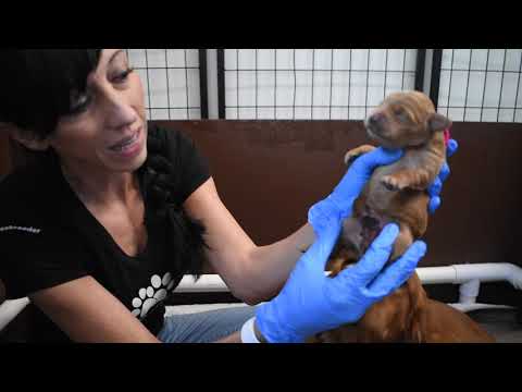 Mom Stepped On Puppy How To Discuss