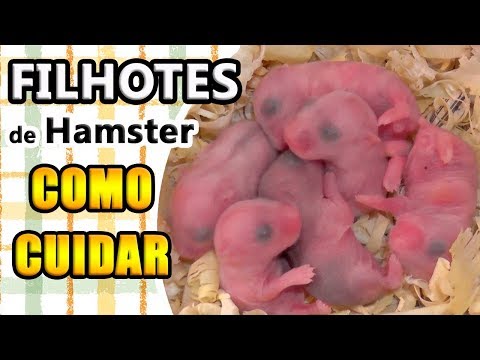 Como Cuidar de Filhotes de Hamster