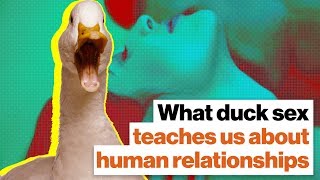 What duck sex teaches us about humans, incels, and feminists | Richard Prum