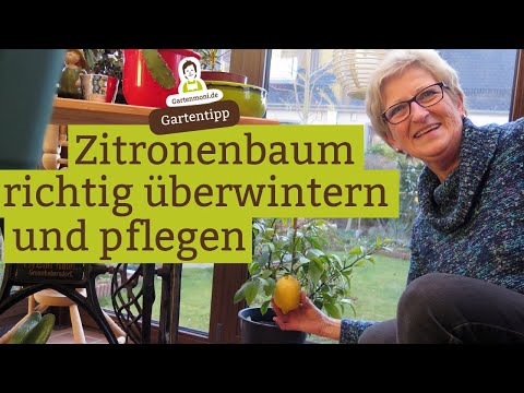 , title : 'Zitronenbaum richtig überwintern und pflegen'