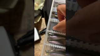 樫内利政 撮影　ワームの保管方法