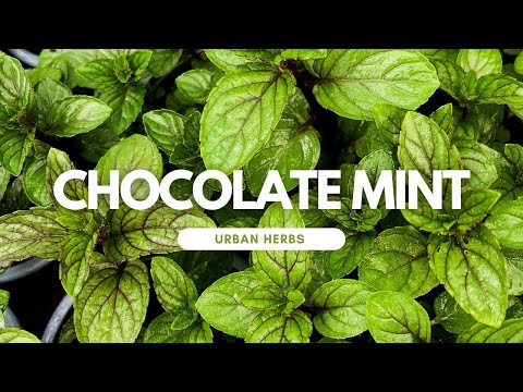 image-What are some things to do with mint leaves?