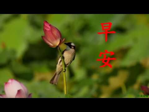 小鳥早安圖