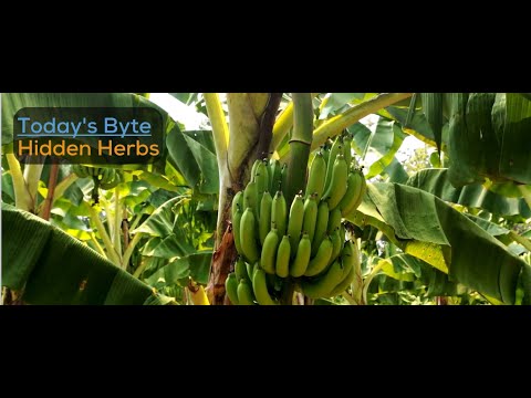 WellWell 365- Hidden Herbs