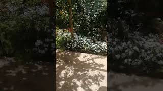 Oparrucchiano La Favorita - 1074