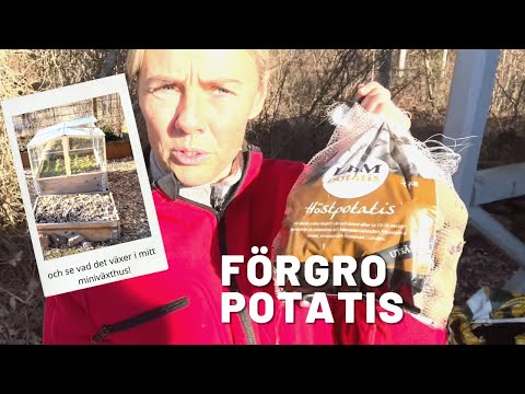 Jag förgror potatis och visar min vintersallat!