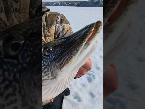 Ice Fishing - GIANT on Tip-Up!!