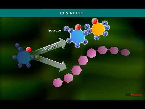 Calvin Cycle | Carboxylation