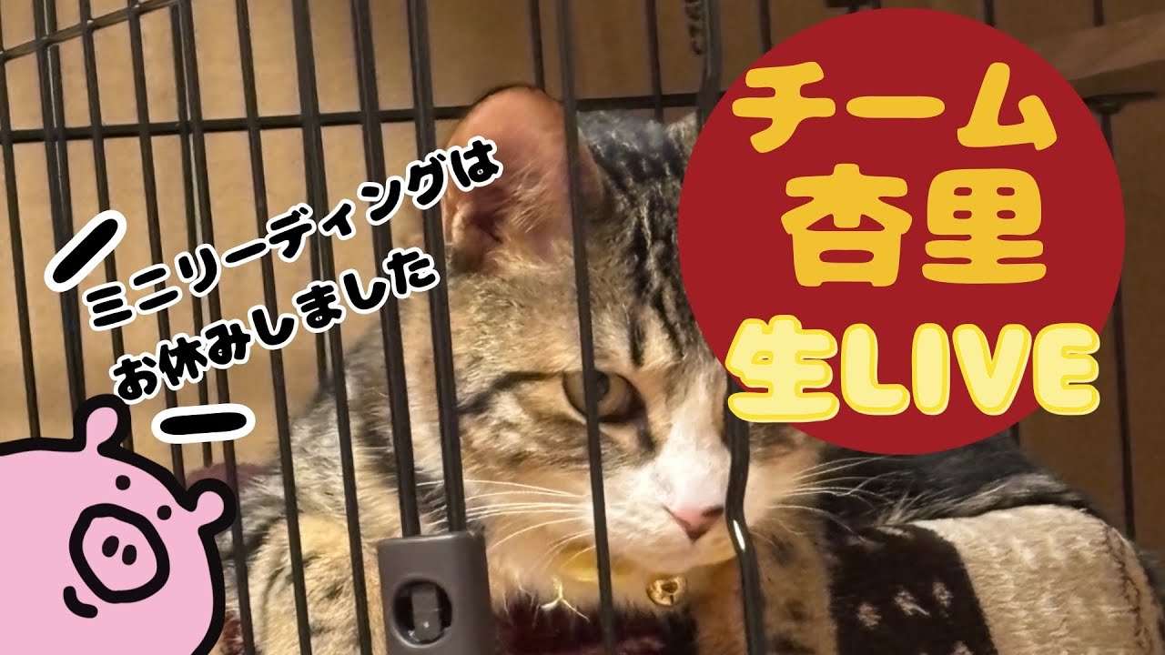 【アーカイブ】チーム杏里生ライブ🍺✨