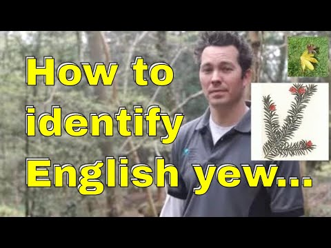 download lagu mp3 mp4 English Yew, download lagu English Yew gratis, unduh video klip English Yew