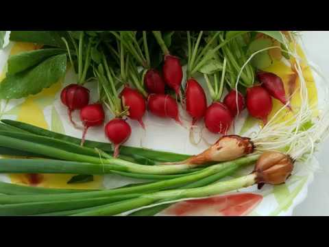 ГРЯДКА НА БАЛКОНЕ. РЕДИС. Первый урожай.