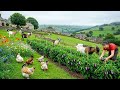 Harvesting Fruits Vegetables And Raising Highland Goats Daily Countryside Life