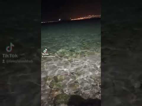 ظهور كائن اصبع البحر في شاطئ العقبه