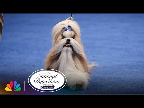 The Shih Tzu | The National Dog Show Presented by Purina | NBC
