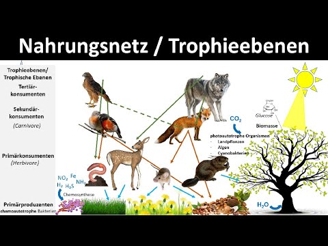 Nahrungsnetz / Nahrungskette / Trophieebenen [Biologie, Ökologie]