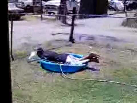 Lol fatboy jumps in da pool