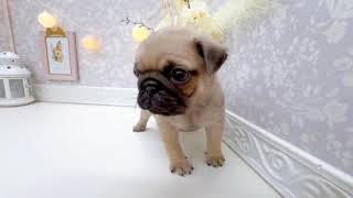 パグの動画01