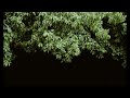 Tree Branch Rustling Sound Effect