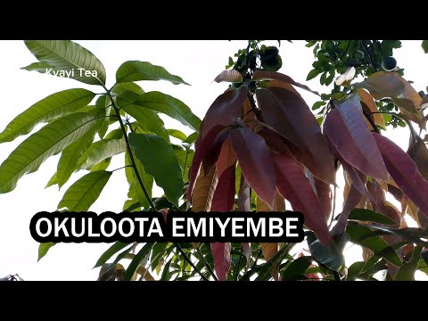 Okuloota nga Onoga Emiyembe Buwanguzi Okuloota