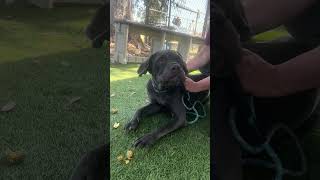 Video preview image #1 Mutt Puppy For Sale in Pasadena, CA, USA