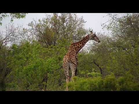 Djuma: Giraffe-Pt:2 - 08:20 - 10/17/20