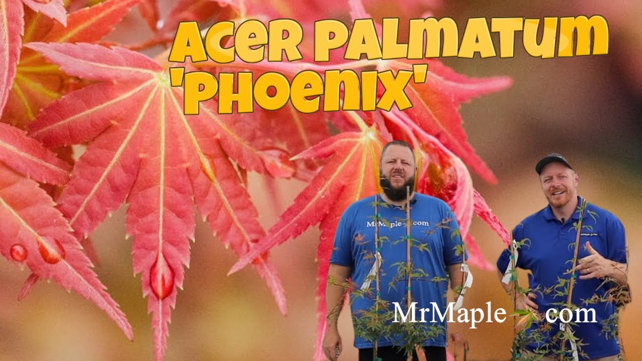 Acer Palmatum 'Phoenix' Japanese Maple!