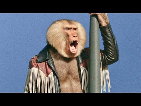 מועדון הקצב של אביהו פנחסוב - בבון של יפו (הקליפ הרשמי)