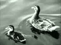 Calm, relaxing, Studying music for the soul! 15 ...