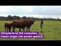 Nog geen duidelijkheid over giftige stoffen in rundvlees uit Poederoijen