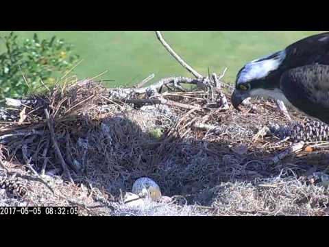 Egg #1 Hatches in Savannah!!! – May 5, 2017