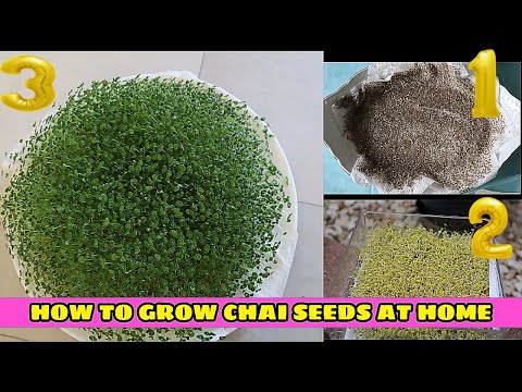 how to grow chia seeds on your diner plate at home .