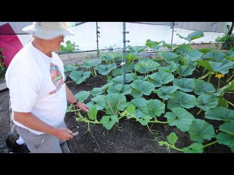 How to Prune Vines on a Giant Pumpkin