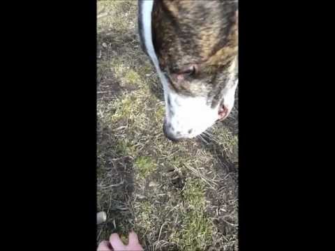 Thor Greyhound Plays Fetch at the Park