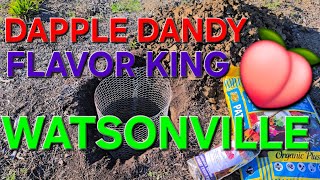 PLANTING A DAPPLE DANDY & FLAVOR KING PLUOT IN WATSONVILLE CALIFORNIA