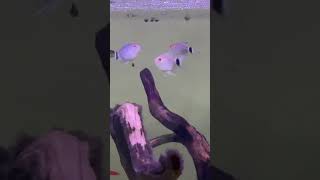 Download lagu ikan ikan #shorts #short #shortvideo #ikan #anakindonesia mp3 Download lagu ikan ikan #shorts #short #shortvideo #ikan #anakindonesia mp3