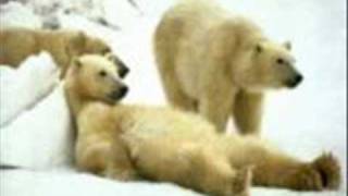 mod-dont feed the bears