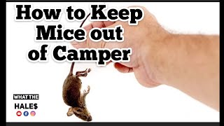 How To Keep Mice Out Of Your Camper During The Winter Storage & Mouse Proofing Your RV Camping Hack
