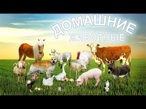 И ЗВУКИ МЕ И ЗВУКИ МУ  ПРИЯТНЫ СЕРДЦУ МОЕМУ