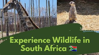 Experience Wildlife in South Africa 🇿🇦