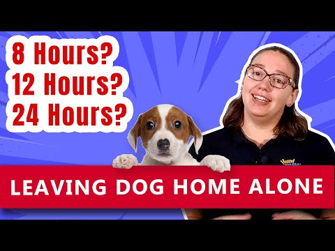 Leaving Dog Home Alone: 8, 12, 24 Hours