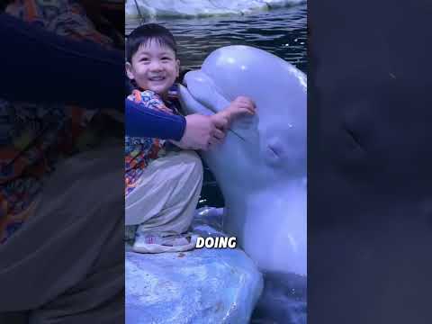 Why Beluga Whales like to scare children#animals #funnyanimal #cute #funny #belugawhale
