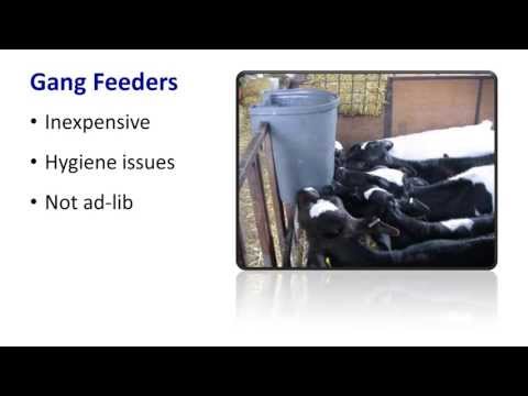Group handling and feeding of calves webinar - June 2013