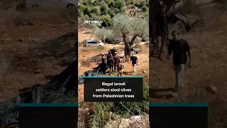 Download lagu Illegal Israeli settlers steal olives from Palestinian trees mp3