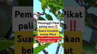 Download lagu suara pikat trucukan paling ampuh betina ribut #pikattrucukan #suarapikattrucukan #trucukanribut mp3