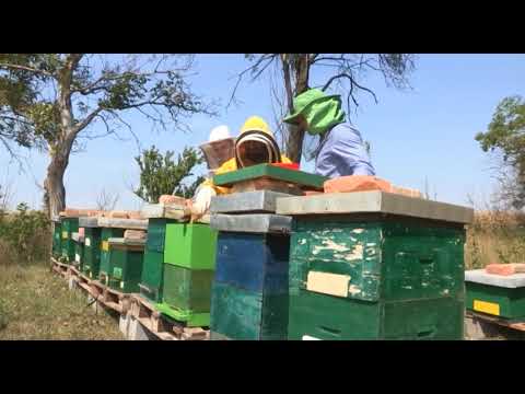 Boja meda ep.25 28.08.2018. - Priprema pčelinjih zajednica za zimu, lekovitost meda od maslačka....
