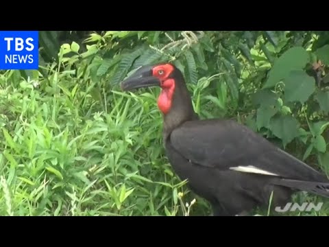 社会的絶滅 – 種が忘れ去られるとき