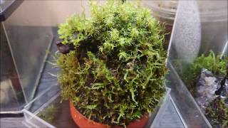 自作アクリルケースと100均一のケースで苔育成